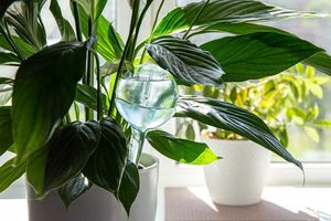 Автоматический полив домашних растений: уход за растениями с легкостью