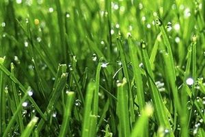 Корисні поради! Як відновити зіпсований газон після зими
