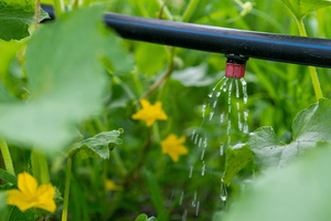 Крапельний полив своїми руками: ефективне рішення для саду