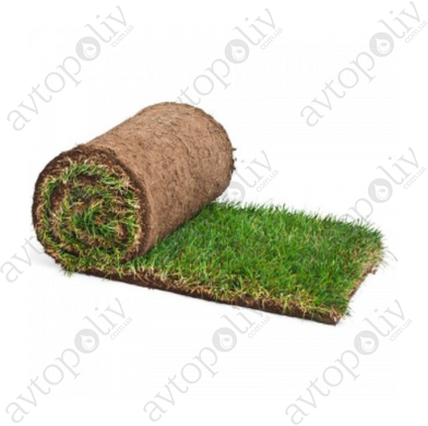 Рулонный газон Evergreen Premium - 1м²