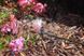 Капельница садовая на стойке Hunter HS-B-STK (784512) регулируемая (Halo Spray 360&deg;)